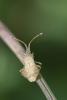 255636 – Photo : P. Vallet – France (73)
